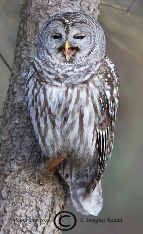 BARRED OWL